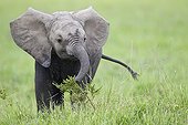 Young Elephant eating in the savanna - Masai Mara Kenya 
