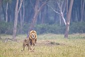 Male Lion in front of the forest in the savanna - Masai Mara Kenya