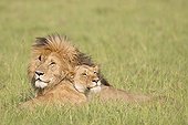 Lion couple lying in the bush - Masai Mara Kenya