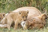 Lioness and cubs lying in the grass - Masai Mara Kenya