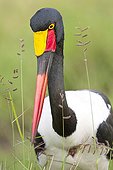 Portrait of Saddle-billed Stork - Masai Mara Kenya