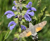 Olive Bee Hawk moth in flight - Vosges Northern France