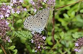 Large Blue on Wild Thyme flower  - Vosges Northern France