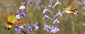 Broad-bordered Bee hawk on heath lobelia - Landes France