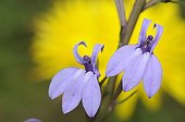 Heath lobelia flowers - Landes France