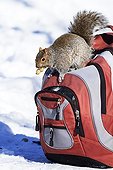 Grey squirrel searching for a bag - Quebec Canada