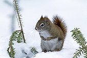 American Red Squirrel on snow in winter - Quebec Canada