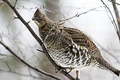 Ruffed grouse eating a bud - Quebec Canada 