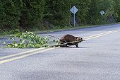 Castor pulling the branches on a road - Quebec Canada