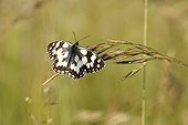 Marbled White on spikelets of grass - Alsace France 