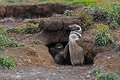 Magellanic penguins at the entrance of their burrows - Falklands
