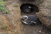 Magellanic penguins at the entrance of their burrows - Falklands