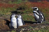Magellanic penguins at the entrance of their burrows - Falklands