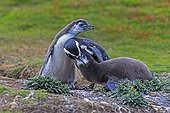 Magellanic penguin feeding its chicks - Falkland Islands 