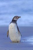 Young Magellanic Penguin on shore - Falkland Islands