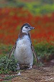 Young Magellanic Penguin moulting - Falkland Islands