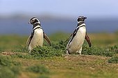Magellanic penguins on the moor - Falkland Islands