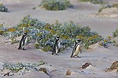 Magellanic penguins on the shore - Falkland Islands