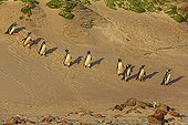 Magellanic penguins on the shore - Falkland Islands