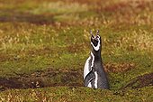 Magellanic penguin crying near the burrow - Falkland Islands