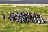 Magellanic penguins moulting - Falkland Islands