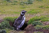 Young Magellanic penguin moulting - Falkland Islands