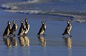 Magellanic penguins entering the water - Falkland Islands