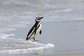 Magellanic penguin out of the water - Falkland Islands