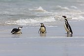 Magellanic penguins at the water's edge - Falkland Islands ; penguin learning to its chicks to go into the water.