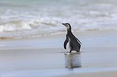 Magellanic penguins entering the water - Falkland Islands