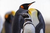 King penguins and Magellanic Penguin - Falkland Islands