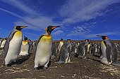 Nesting colony of King Penguins - Falkland Islands