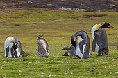 King penguins and Young Magellanic Penguin - Falklands 