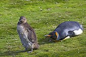 King penguin and Young Magellanic Penguin - Falklands 