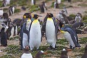 King penguins and other penguins - IlesMalouines