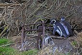 Magellanic penguins and old capstan - Falkland Islands