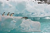 Adelie penguins jumping from iceberg - South Orkney Islands