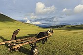 Mongolian man guiding domestic Yak - Mongolia  ; empty their load in the afternoon