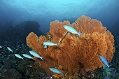 Corals and Fuseliers - Richelieu Rock Thailand