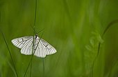 Papillon de nuit sur un brin d'herbe - Bourgogne France