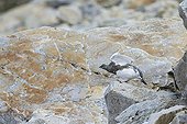 Ptarmigan moulting on rock - Swiss Alps Switzerland