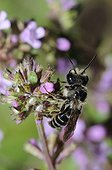 Grey-banded Mining-bee on Wild Thyme - Northern Vosges