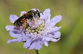 Solitary bee on Scabious flower - Northern Vosges