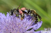 Solitary bees on Scabious flower - Northern Vosges ; female pushing a male
