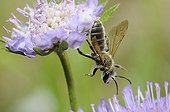 Solitary bee on Scabious flower - Northern Vosges