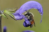 Solitary bee on Meadow Clary flower - Northern Vosges