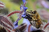 Honeybee on flower Borage - Northern Vosges France
