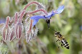 Honeybee flying on flowers Borage - Northern Vosges