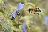 Abeille à miel en vol sur fleur de Bourrache -Vosges du Nord