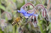 Honeybee flying on flowers Borage - Northern Vosges